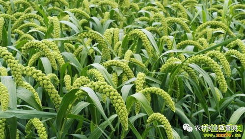 2018年蔬菜種植前景分析 哪些品種值得關(guān)注？